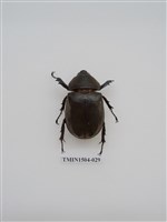 藏品(獨角仙)的圖片